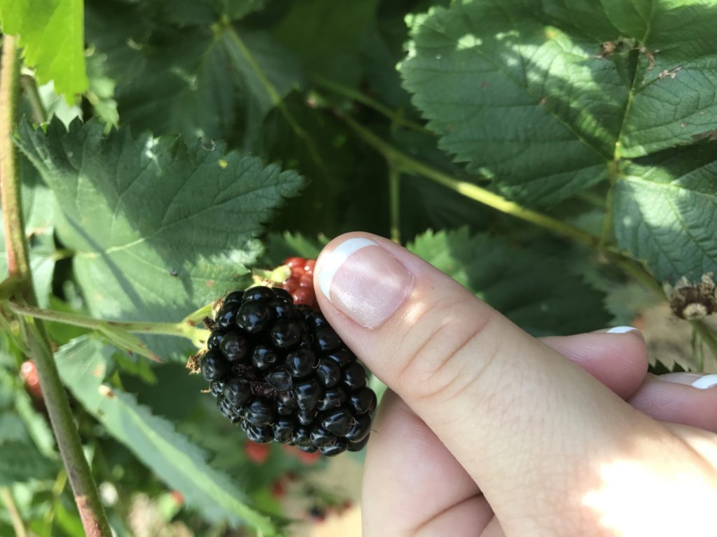 Ripe blackberry being picked